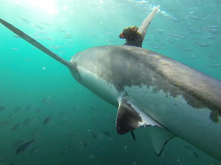 Cameras mounted on great white sharks capture giant predators hunting in kelp for first time