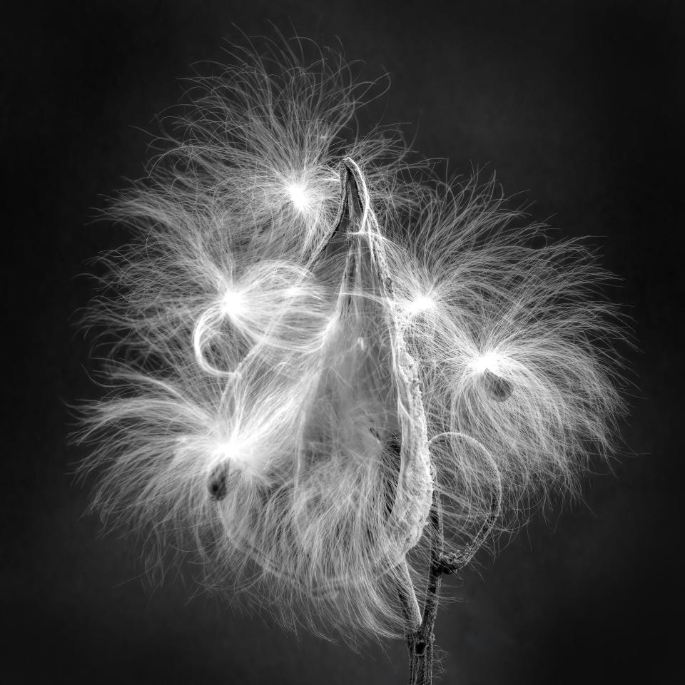 Dan Lux was awarded Best in Show for his photo Milkweed Seeds in Focus Point photo club's 2024 annual photography contest and exhibition.