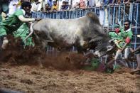 In this Jan. 15, 2020, photo, participants try to control a bull at the annual bull taming event 'Jallikattu' in Avaniyapuram village on the outskirts of Madurai, Tamil Nadu state, India. The deeply held religious ritual had been banned for two years after India’s Supreme Court found it cruel. Jallikattu returned to Tamil Nadu in 2017 after tens of thousands of people protested for weeks and forced the government to rush new legislation exempting it from animal cruelty laws. (AP Photo/R.Parthibhan, File)