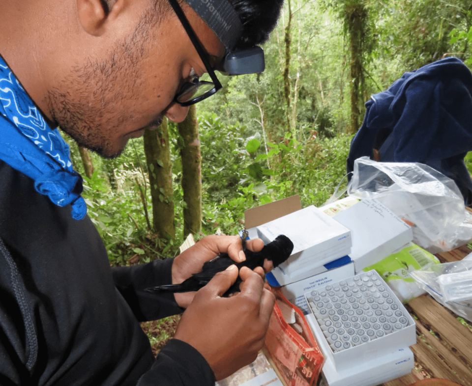 A researcher takes samples from a bird.