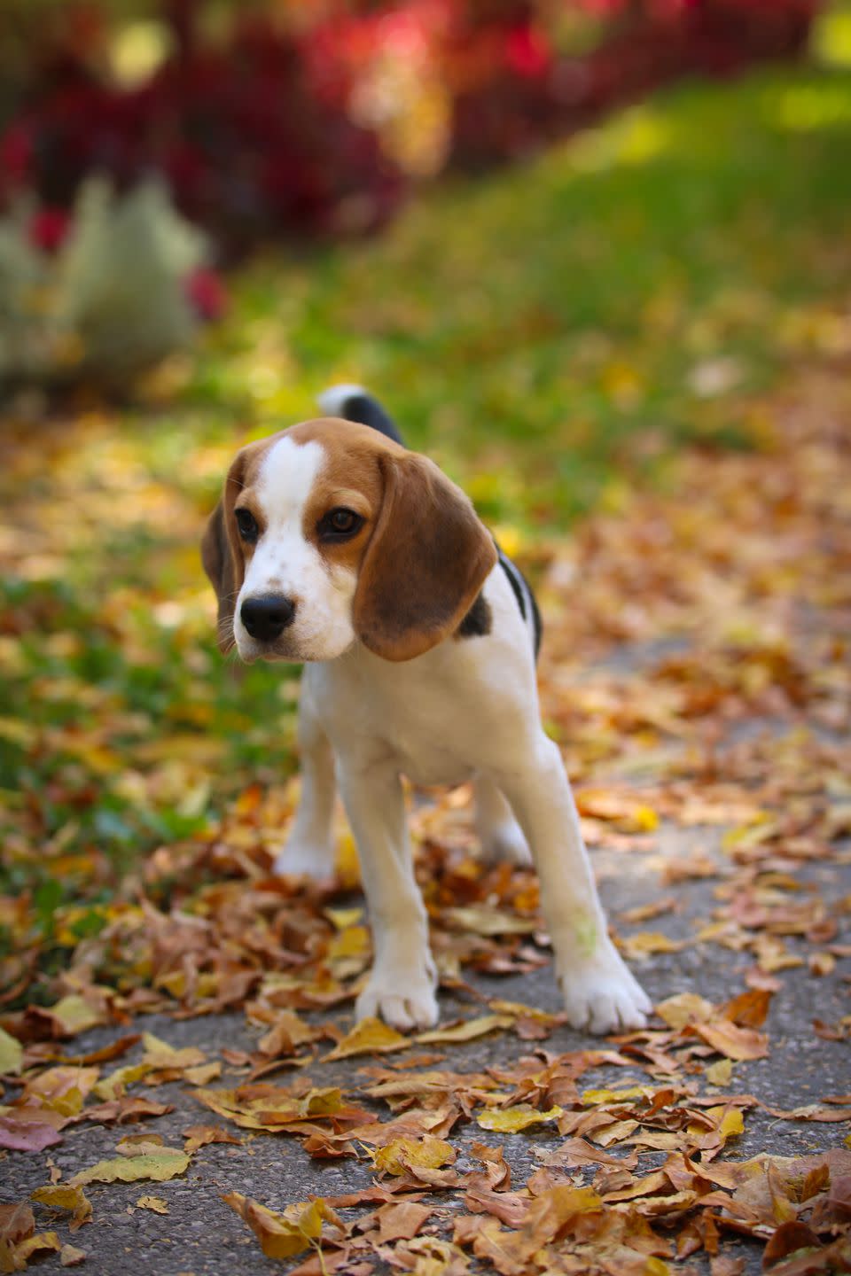 Beagle