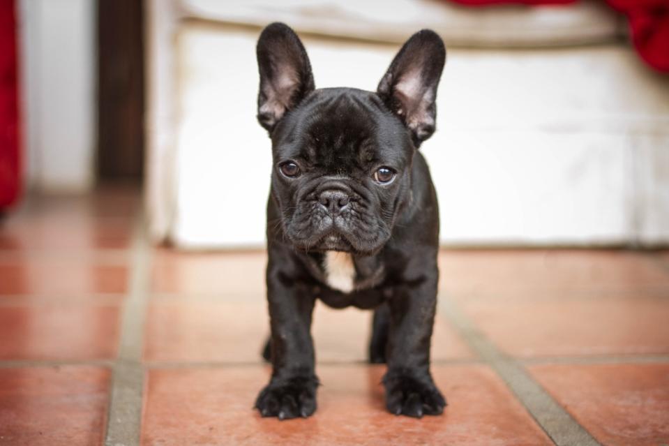 Black French Bulldog puppy standing on floor