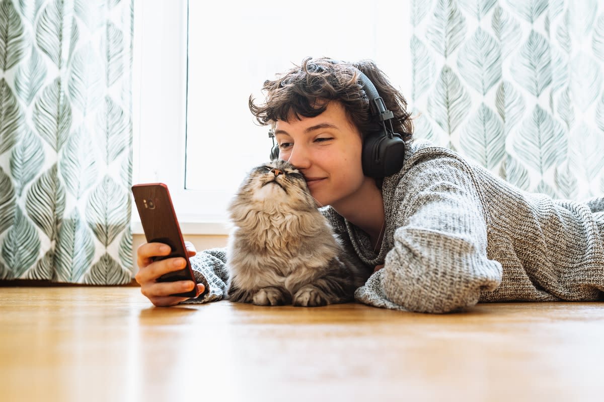 A gray Maine Coon head-butting their owner<p>Iarisa Stefanjuk via Shutterstock</p>