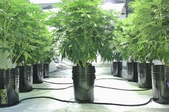 An indoor commercial hydroponic cannabis grow facility.