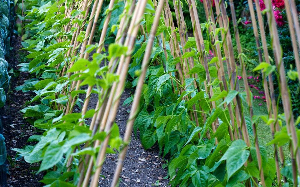 Climbing beans - Photolibrary RM/ Abigail Rex