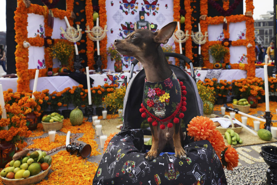 Un chihuahua se para en una carriola frente a un altar del Día de Muertos en la plaza principal de Ciudad de México, el Zócalo, en Ciudad de México, el viernes 28 de octubre de 2022. Los altares son fundamentales para las celebraciones del Día de Muertos. Las familias colocan fotografías de sus antepasados ​​en los altares de sus hogares, que incluyen adornos recortados de papel y velas. También están adornados con ofrendas de artículos que alguna vez fueron amados por aquellos que ahora se han ido. (AP Foto/Marco Ugarte)