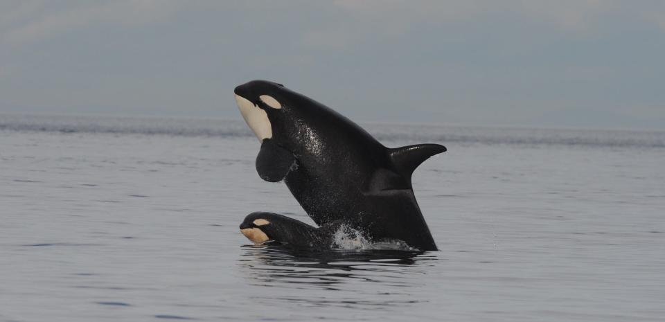 A killer whale and a calf breach over grey water.