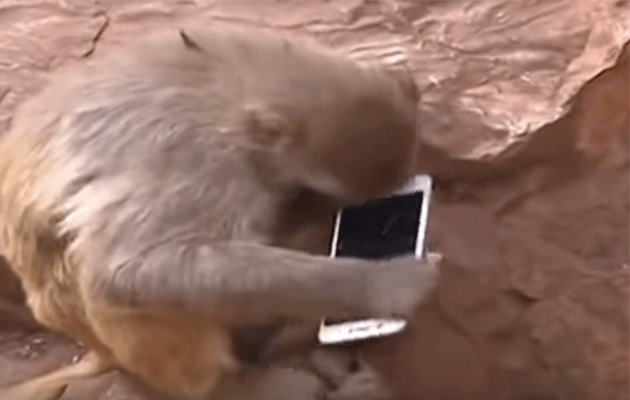 The curious monkey trying to rip open the phone. Photo: YouTube