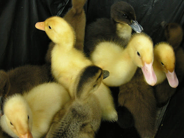 Sweet Baby Ducks