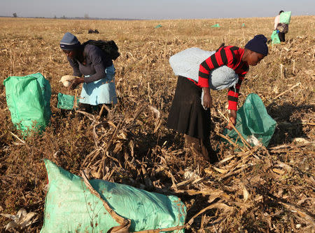 Women work in maize fields on a resettled farm near Chinhoyi, Zimbabwe, July 26, 2017. Picture taken July 26, 2017. REUTERS/Philimon Bulawayo