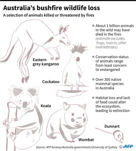 Selection of animals killed or threatened by catastrophic bushfires in Australia