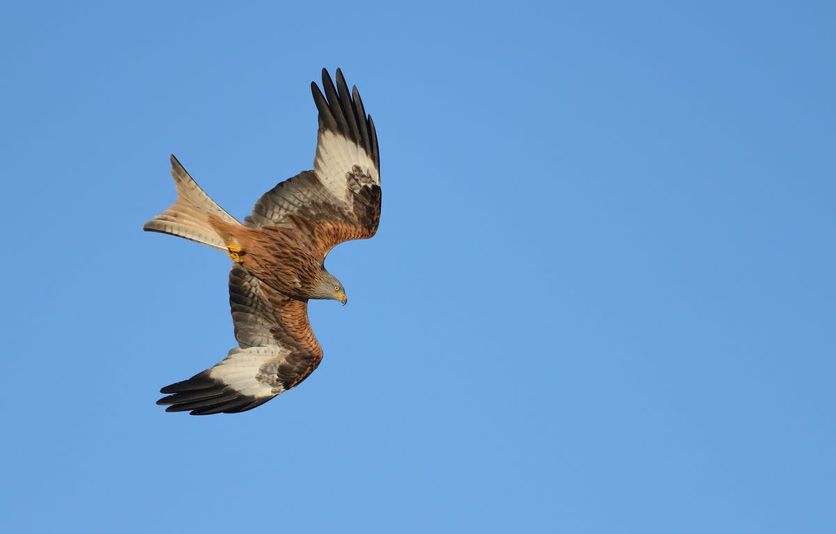 Red kite in flight (Ben Andrew/RSPB/PA)