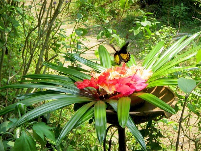 Gita Persada Butterfly Park: The park is home to more than 150 species of plants and flowers as well as 180 species of butterfly originating in Indonesia.