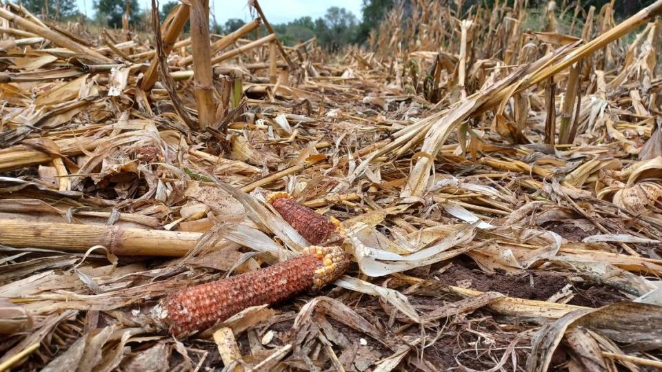 Corn fields are popular food sources for deer in Kansas. But some hunters attempt to “train” deer to use feeders filled with hundreds of pounds of corn, drawing large numbers of deer into close proximity, making it easier for deer to spread diseases like Chronic Wasting Disease. Chance Swaim/Wichita Eagle