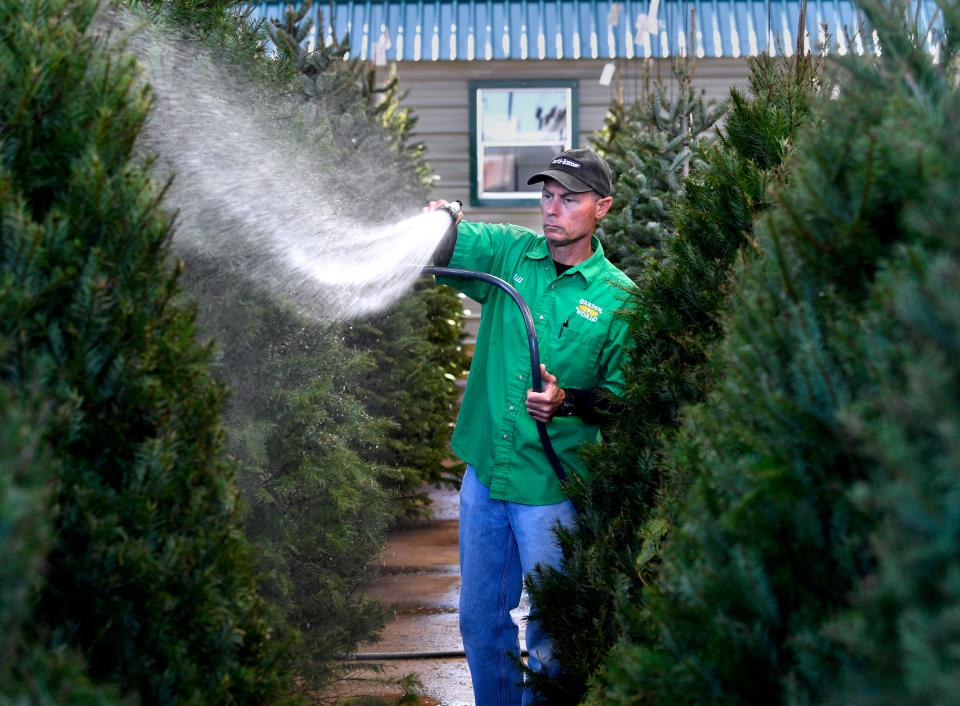 Will Woods sprays water on Christmas trees Tuesday at Garden World.