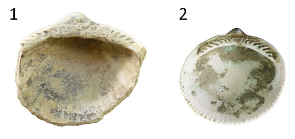 Seashells from Masāfī 5 with residue on them.