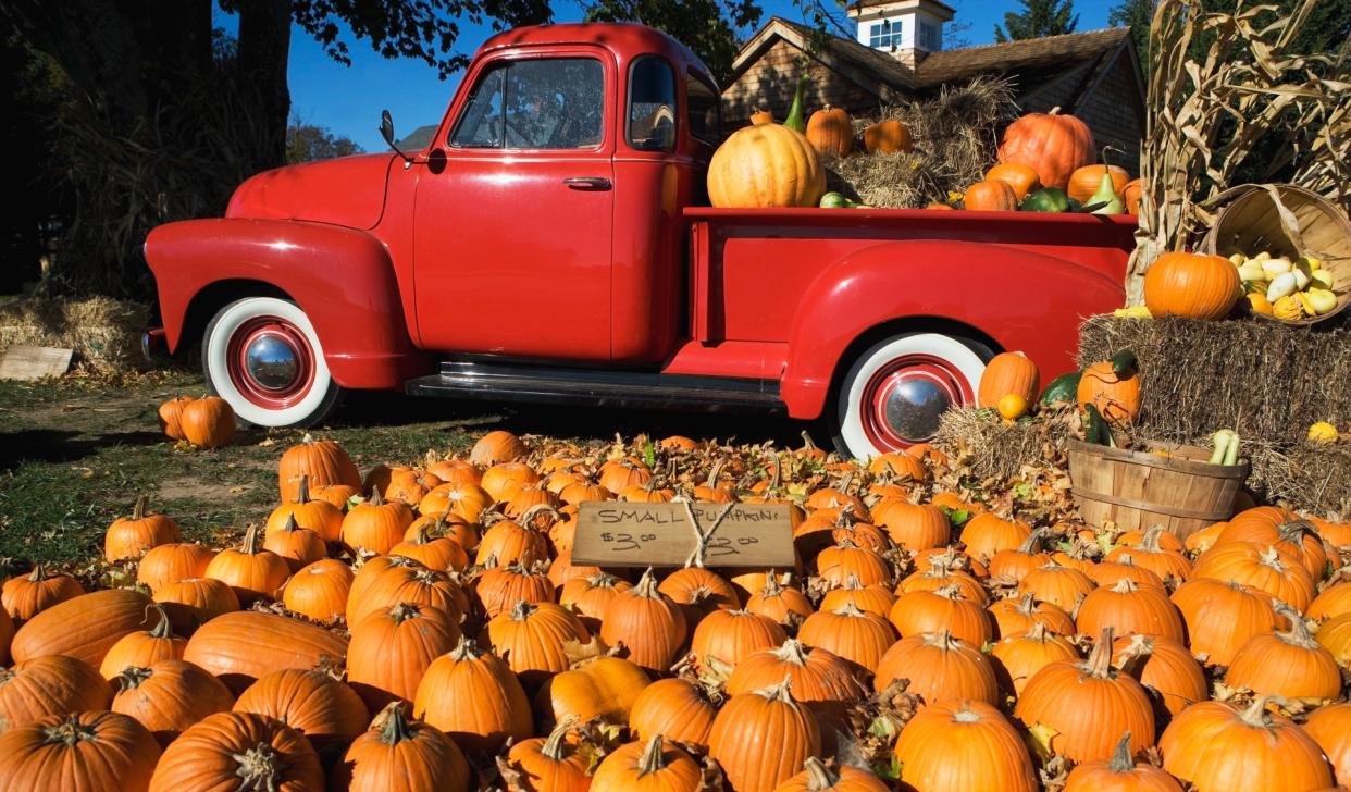  Dozens of pumpkins sit in front of an old red truck. 