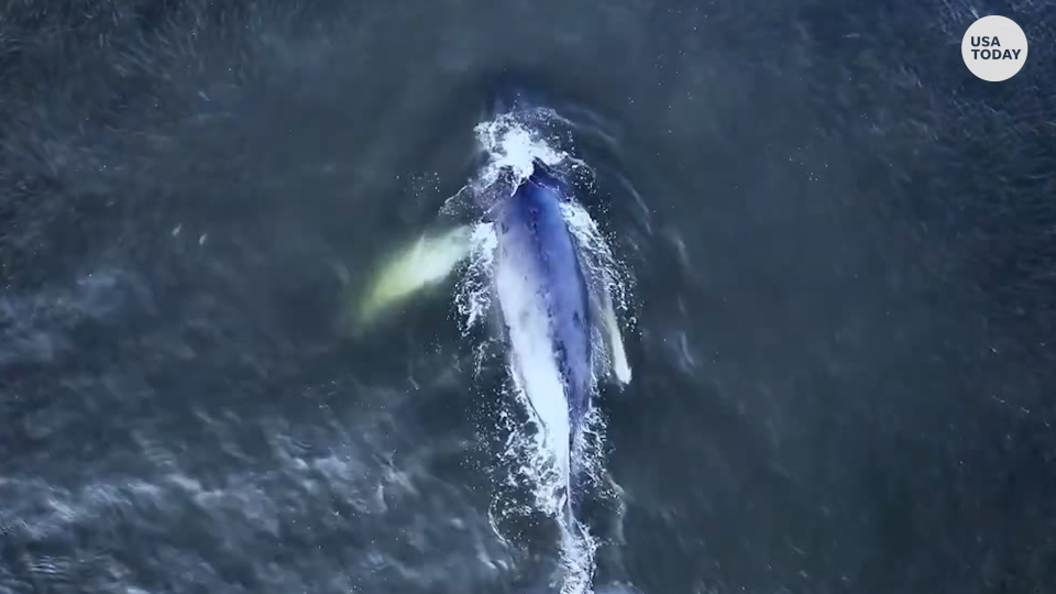 Humpback whale feeds on school of fish