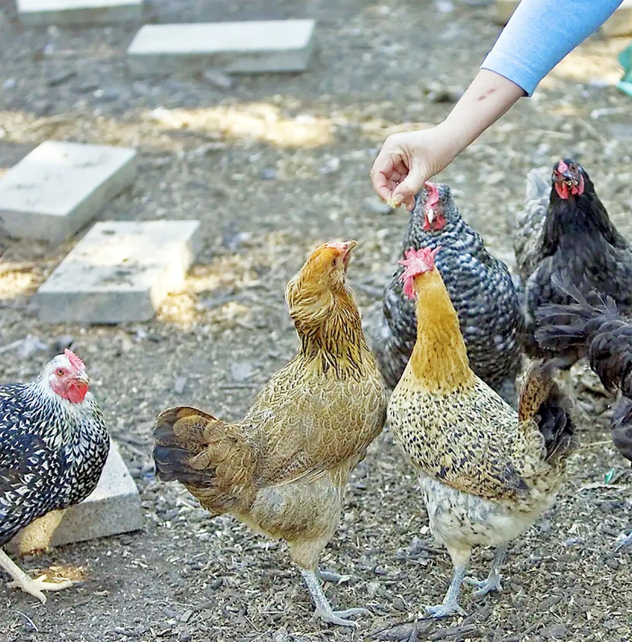 Today is National Poultry Day which includes domesticated birds such as chickens, ducks and more.