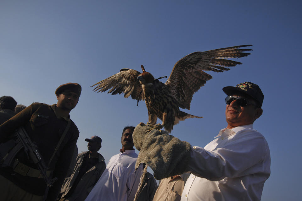 <p>A Pakistan Customs official releases a falcon in the Kirthar National Park, some 50 kilometers (31 miles) from Karachi January 24, 2013. Tari Mahmood, Senior Preventive Officer of Pakistan Preventive Customs, said that the customs and the Sindh Wildlife department have released six falcons that were seized during a raid in Karachi two months earlier. (Photo: Akhtar Soomro/Reuters) </p>