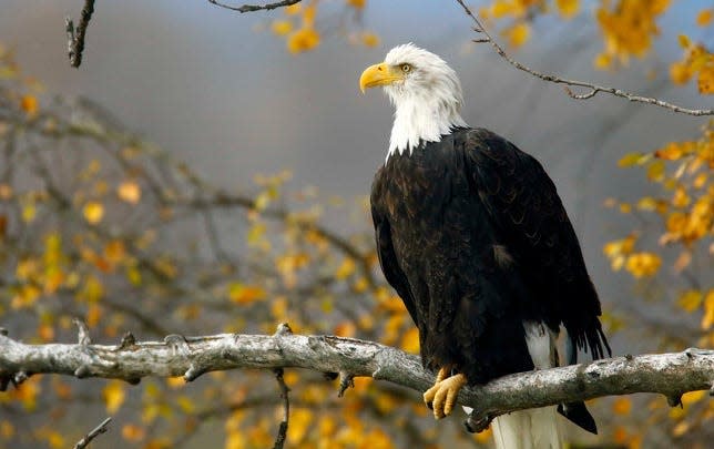 A bald eagle sits in a tree in the Chilkat Bald Eagle Preserve near Haines, Alaska October 8, 2014.   REUTERS/Bob Strong/File Photo