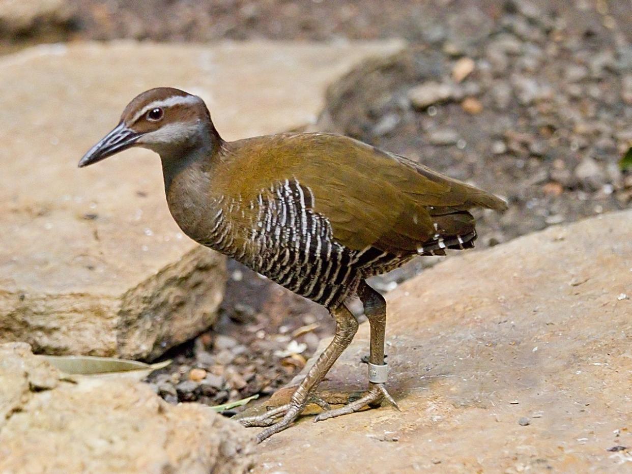 The Guam rail was believed to have gone extinct in 1987, but the species has been rediscovered on a separate island and has made a modest comeback after conservation efforts: Greg Hume