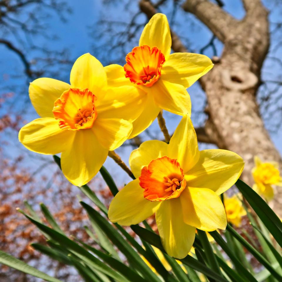 Yellow daffodils bloom under a tree and blue skies