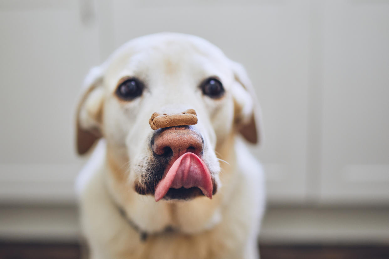 This Labrador retriever balances a dog treat on his nose, eager for a bite.