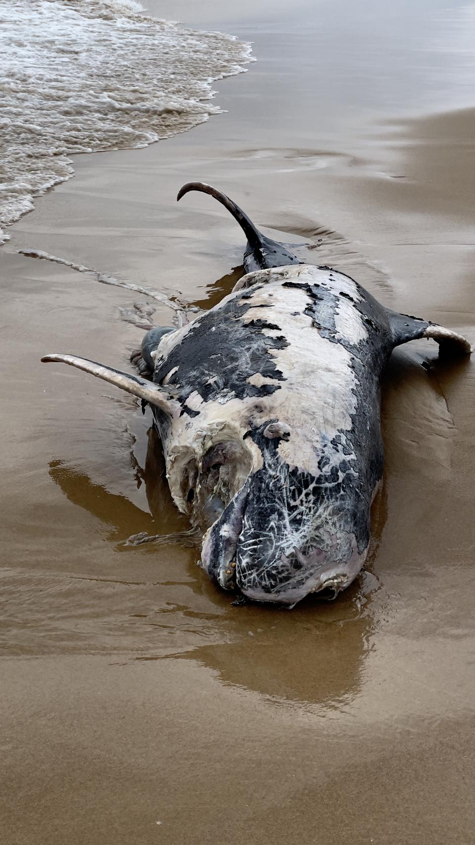 A close up of the decaying dolphin.