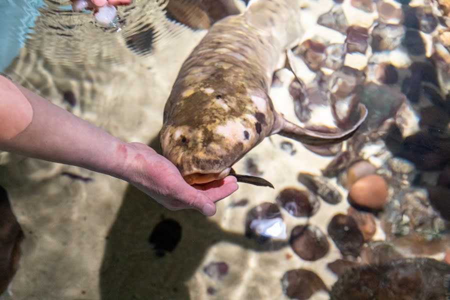 (Photo by Gayle Laird, California Academy of Sciences)