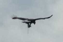 Close-up showing the trap dangling from the bird's talonsPolice Scotland