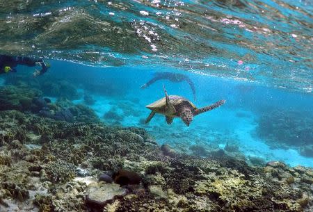 Tourists snorkel near a turtle as it looks for food amongst the coral in the lagoon at Lady Elliot Island north-east of the town of Bundaberg in Queensland, Australia, June 9, 2015. REUTERS/David Gray