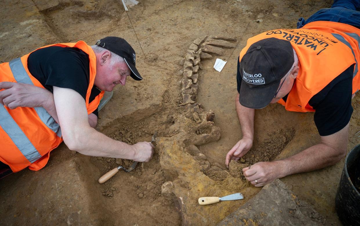 Waterloo Uncovered members Clive (left) and Rod uncover the skeleton of an ox at the battlefield site