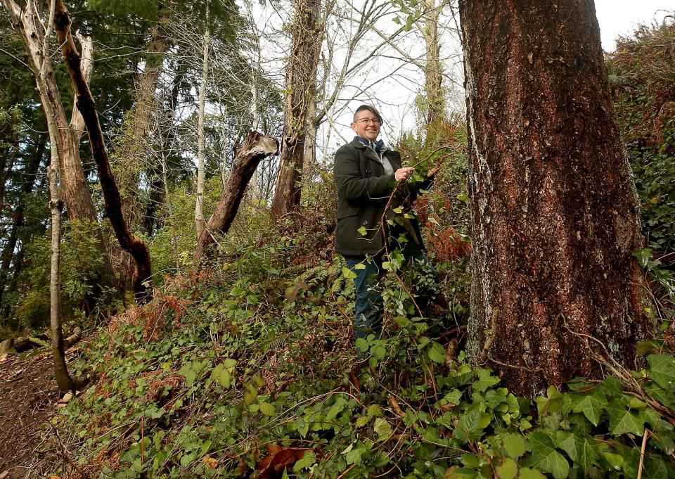 Dana Coggon pulls out a length of invasive ivy growing along the Madrona Trails in Bremerton on Thursday.