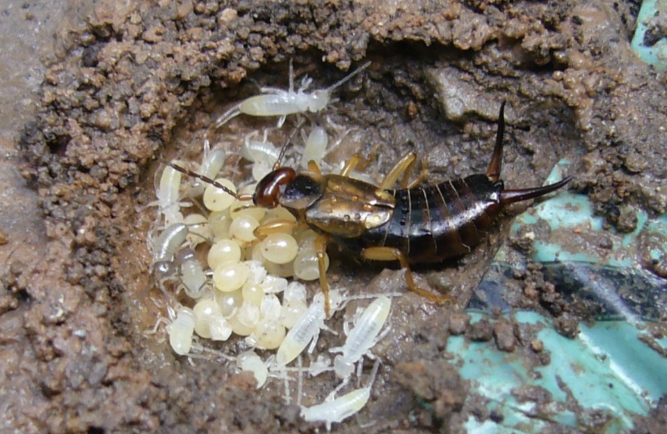 Wikipedia/CC by 3.0. Uploader: Tom Oates, 2010. Female earwig in its nest with newly-hatched young. Link: https://en.wikipedia.org/wiki/Earwig#/media/File:Nesting_Earwig_Chester_UK_2.jpg