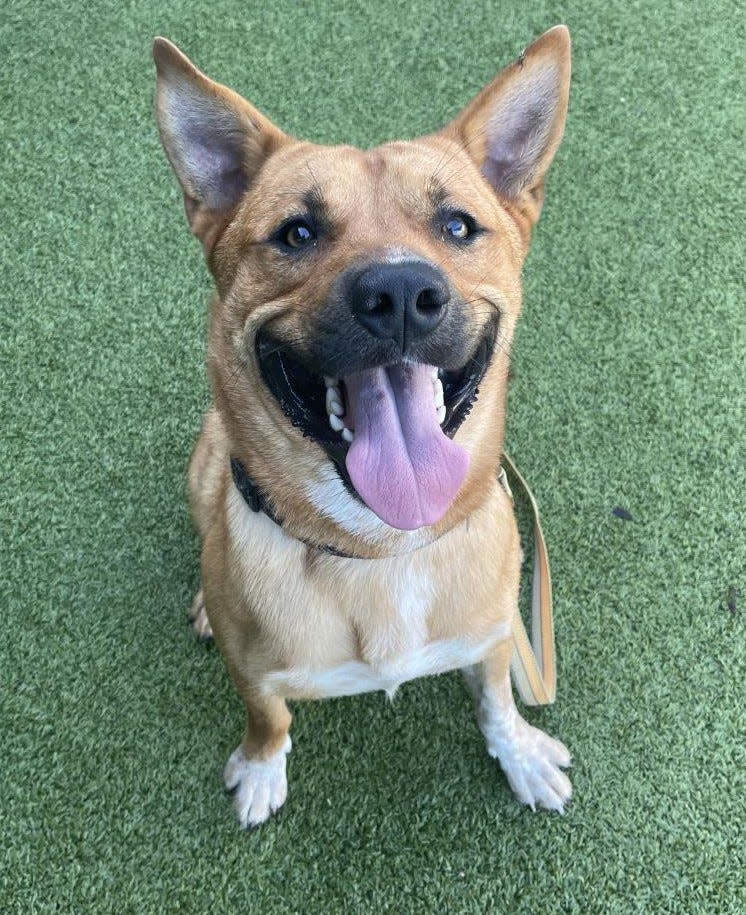 Rusty, a chow mix, is shy at first, but then he's all in. He's and likes to be the protector. He also wants to be the only pet. He's young and has lots of energy to run and play. Schedule a time to meet him at: www.spcaflorida.org/appointment!