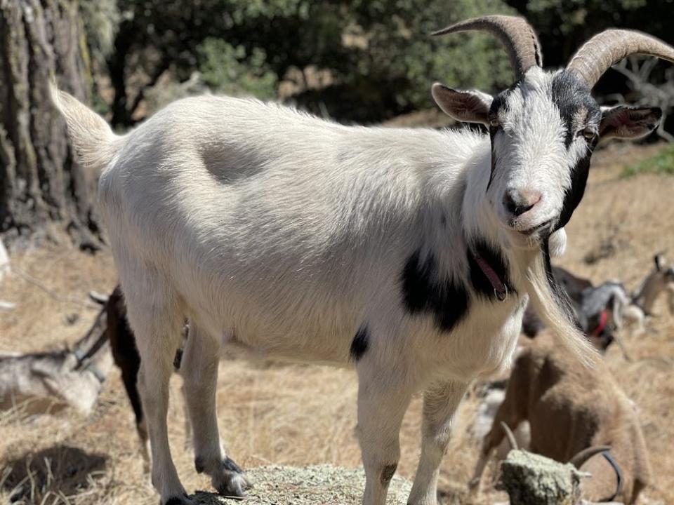 Bitsy the Goat stands on a tree stump.