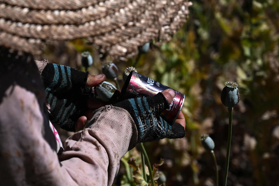A farmer works in an illegal opium poppy field in Hopong, in Myanmar's Shan State, in a   Feb. 3, 2019 file photo. / Credit: YE AUNG THU/AFP/Getty