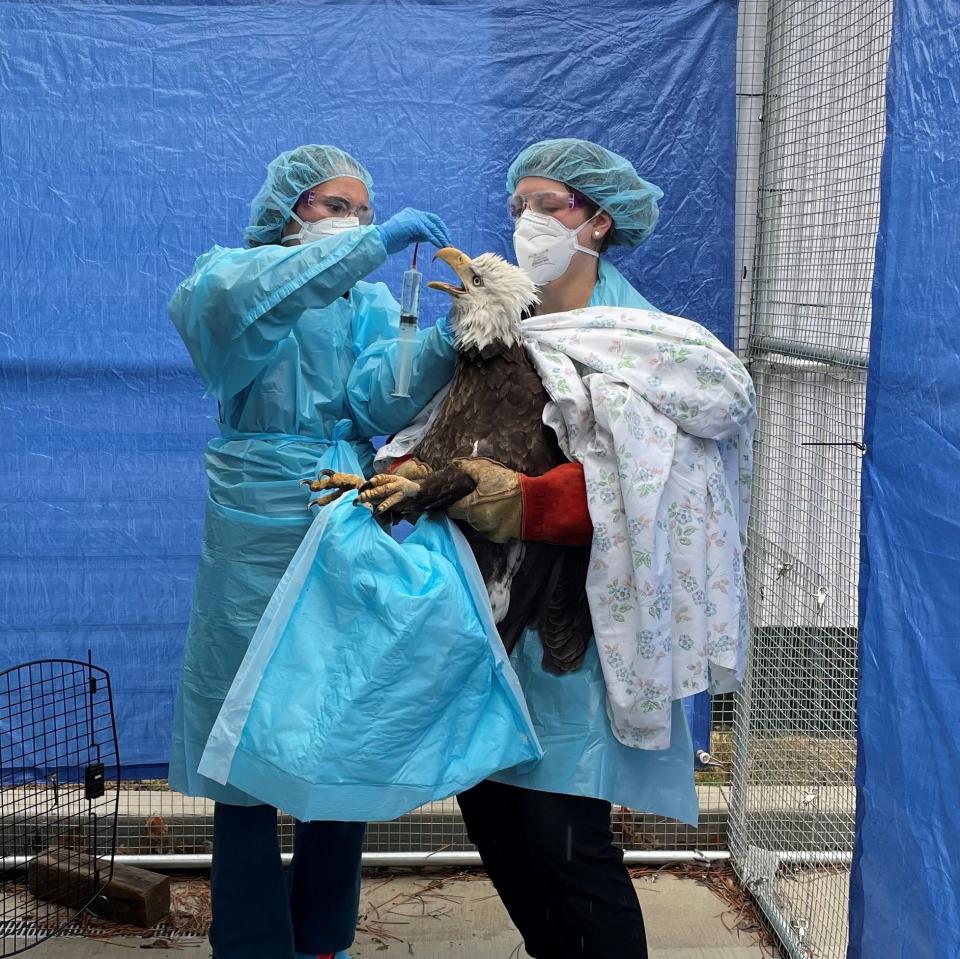 Bald eagles in Wisconsin were hit hard by avian flu two years ago, but the number of nests with eaglets that reached the fledgling stage returned to normal rates in 2023.