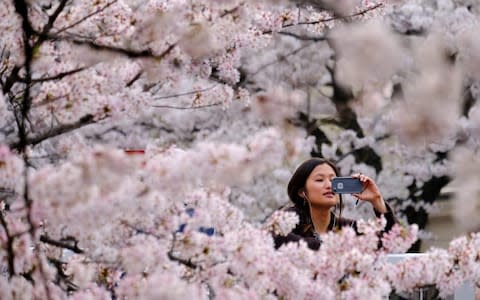 A visitor takes a photograph of cherry blossoms in full bloom in the Japanese capital Tokyo - Credit: Kazuhiro Nogi/AFP