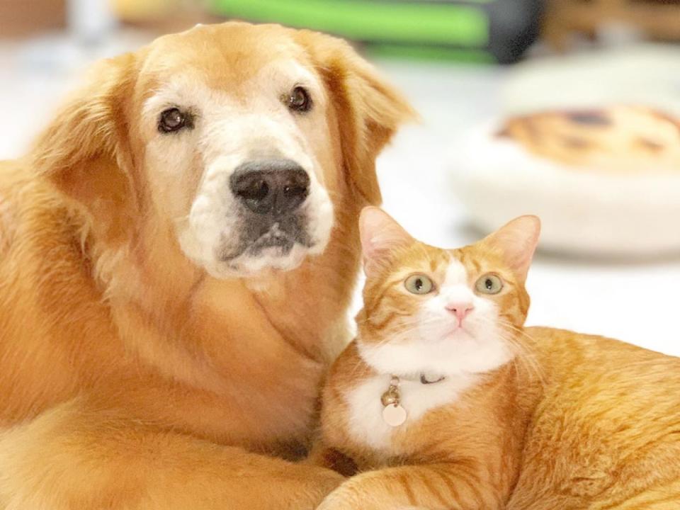 <p>黃金獵犬馬米奧與橘白貓蜂蜜是彼此最好的朋友（圖／IG@tamatamago）</p>
