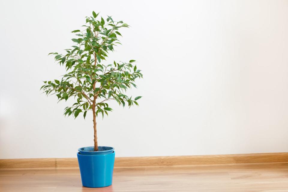 indoor trees, weeping fig indoors in a blue pot