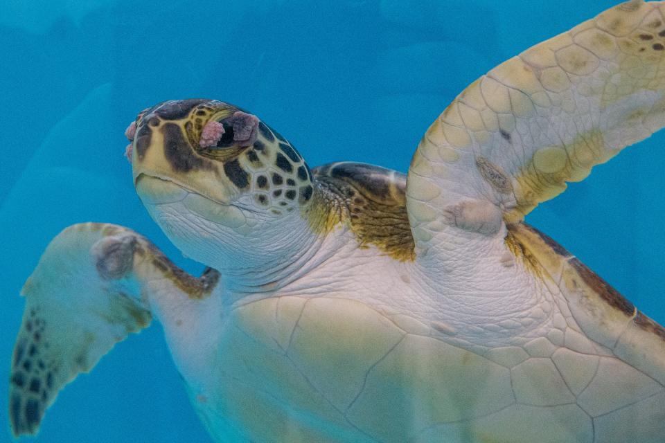 A sea turtle swims around its take during the grand opening of the Wildlife Rescue Center at the Texas State Aquarium on March 2, 2023, in Corpus Christi, Texas. 