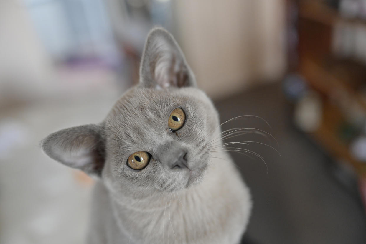  Grey Burmese cat (longest living breed) ooking at the camera. 