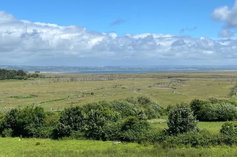 view of marsh land, trees, sea and sky with clouds