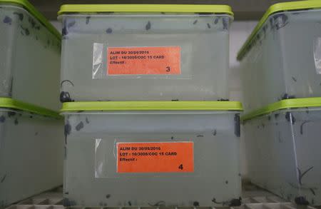 Leeches in quarantine are seen in a plastic boxes at the Ricarimpex laboratory in Eysines, Southwestern France, July 22, 2016. REUTERS/Regis Duvignau