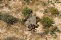 A dead elephant is seen in this undated handout image in Okavango Delta