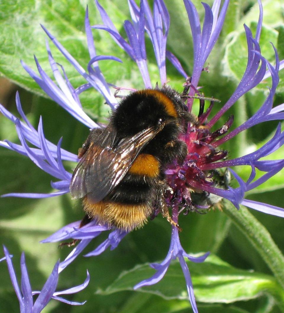 Buff-tailed bee (Bombus terrestris) (Helen Kirkless/South Downs National Park Authority/PA)