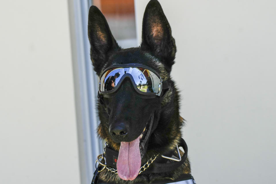 Apolo the dog receives instruction from his guide after receiving a medal during a ceremony that recognizes the work of dogs that belong to the Counterintelligence Group of the Army in Quito, Ecuador, Monday, June 3, 2024. (AP Photo/Dolores Ochoa)