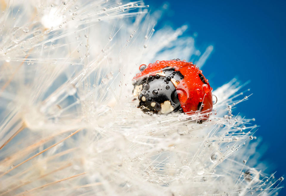 Fantastic photography of insects and water droplets